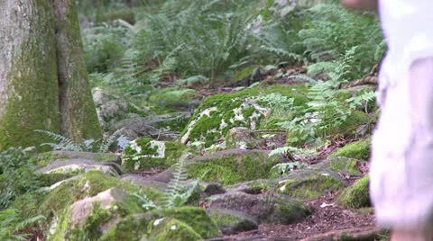 A hiker walking through the forest (3 of 3) Stock Footage 10770970