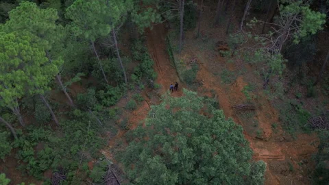 Hiker Walking Through Forest Trail Slow Motion Aerial View Stock Footage 344591911