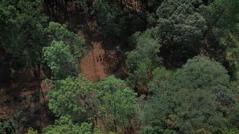 Hiker Walking Through Forest Trail Slow Motion Aerial View Stock Footage 344593437