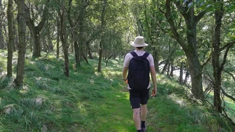 Hiker Walking Through Green Forest Path Stock Footage 319967756