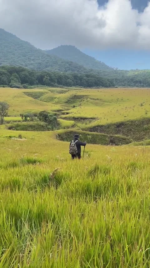 Hiker Walking Through Green Mountain Meadow in West Java, Indonesia. Видео 343415526