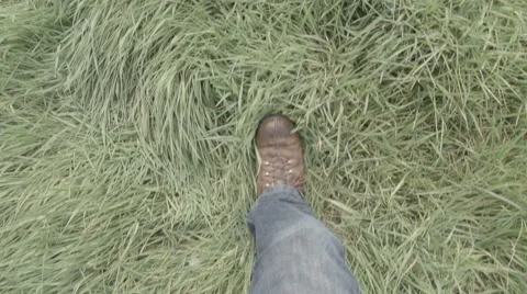 Hiker Walking Through Long Grass Stock Footage 59823427