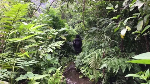 Hiker Walking Through a Muddy Stream Path Surrounded by Lush Ferns Video stock 347694232