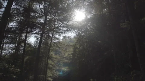 Hiker Walking Through Pine Tree Forest Stock-Footage 60364328