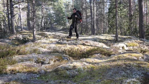 Hiker Walking Through Rocky Pine Forest Landscape 库存影片 333581534