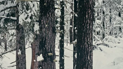 Hiker Walking Through a Snowy Forest in the Winter Mountains Landscape Vídeos de archivo 331165243