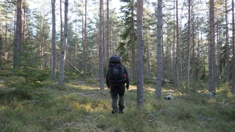 Hiker walking through sunlit pine forest wilderness Video stock 333690610
