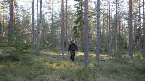 Hiker walking through sunlit pine forest wilderness Video stock 333690677