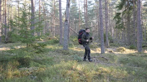 Hiker walking through sunlit pine forest wilderness 库存影片 333690699