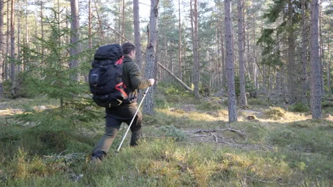 Hiker walking through sunlit pine forest wilderness 库存影片 333690875