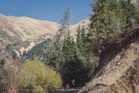 Hiker walking on trail between forest and mountains scenic photography Stock Photos
