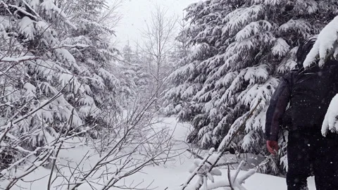 Hiker Walking Uphill Through Narrow Spruce Tree Corridor In Snowfall Video stock 336496602
