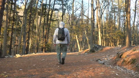 Hiker Walking on Wide Forest Path Video stock 237210570