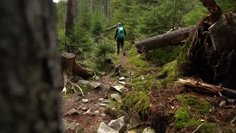 Hiker walks along a forest trail in the mountains during the daytime Stock Footage 329057021