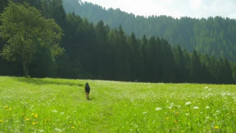 A hiker walks in a large uphill meadow in the Alps Stock Footage 314736034
