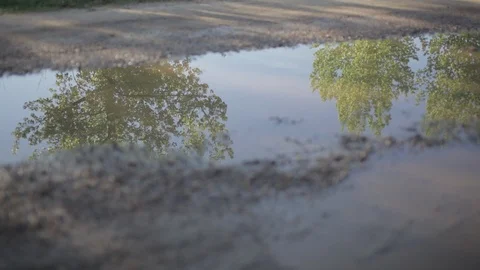 Hiker walks by a puddle reflecting trees in Alberta Video stock 90840128