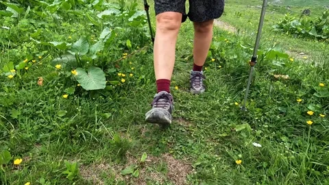 A hiker walks through dense alpine plants using trekking poles Stock-Footage 340385581