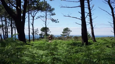 Hiker walks through high grass in forest Stock Footage 157604735