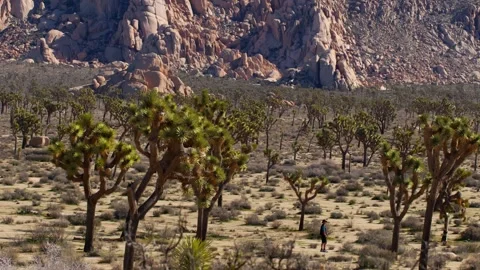 Hiker Walks Through Joshua Tree Forest in California Desert National Park Stock Footage 341421333