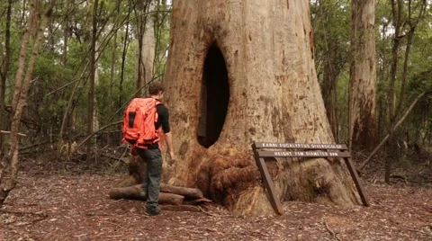 Hiker walks through majestic Karri tree Stock Footage 59774945