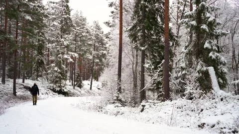 Hiker in winter forest Stock Footage 263990775