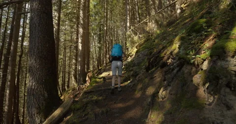Hiker in Woods Stock Footage 169923959