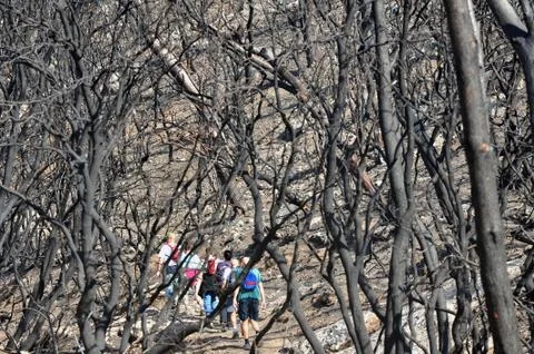 Hikers after forest fire Stock Photos