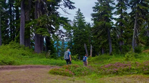 Hikers on an alpine trail in bloom Stock Footage 69241906
