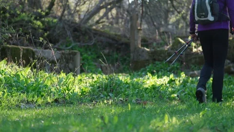 Hikers are walking on the forest path Vídeos de archivo 110795835