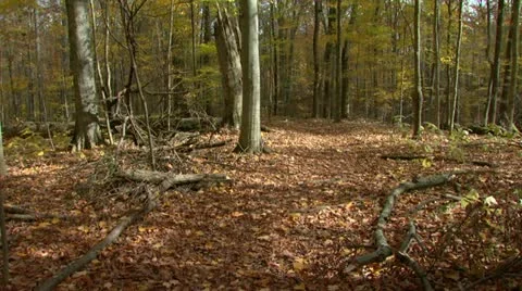 Hikers in Autumn Forest Stock Footage 11497040