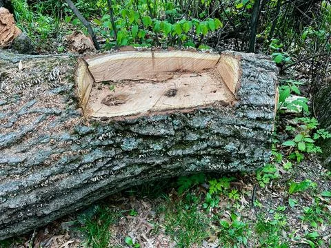 Hikers Bench From a Log Stock Photos