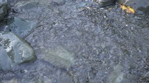 Hiker's boot steps into puddle of water next to river Stock Footage 239594317