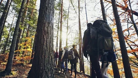 Hikers climbing mountain through the forest Stock Footage 83134551
