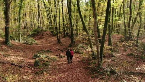 Hikers Couple Walking Through the Forest in Autumn Stock Footage 146543482