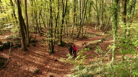 Hikers Couple Walking Through the Forest in Autumn Stock Footage 146543552