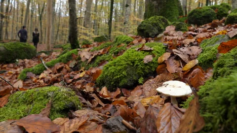 Hikers Couple Walking Through the Forest in Autumn Stock Footage 146553040
