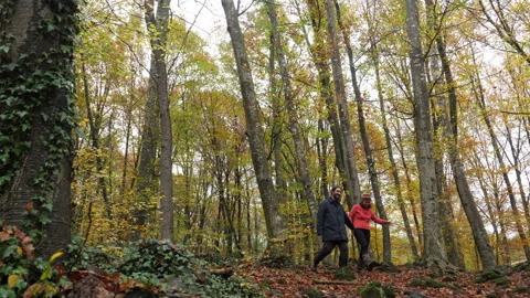 Hikers Couple Walking Through the Forest in Autumn Stock Footage 146553615