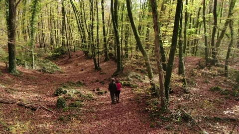 Hikers Couple Walking Through the Forest in Autumn Stock Footage 146761037
