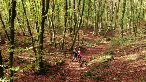 Hikers Couple Walking Through the Forest in Autumn Stock Footage 146761047