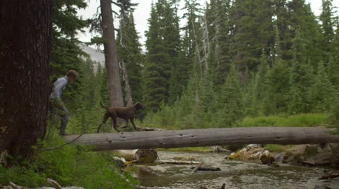 Hikers cross a stream using a fallen tree Stock Footage 58822122