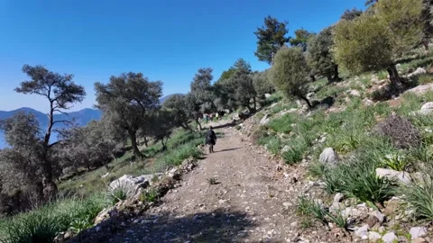 Hikers on a dirt trail through olive trees, Dalyan, Turkey Stock Footage 346772353