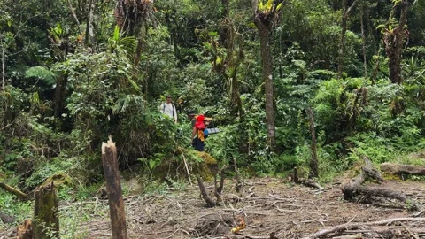 Hikers explore dense tropical rainforest navigating trail Stock Footage 346948532