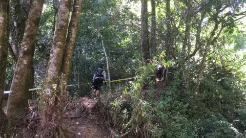 Hikers Exploring a Dense Tropical Forest with Lush Green Vegetation, Indonesia. Video stock 344959471