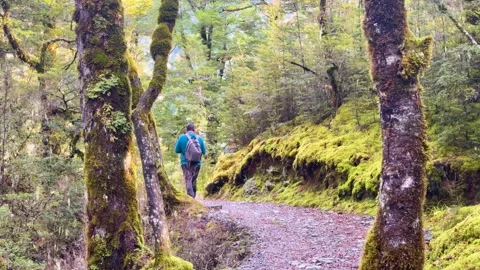 Hikers Exploring Lush Forest Trail in Glenorchy Stockbeeldmateriaal 312241636