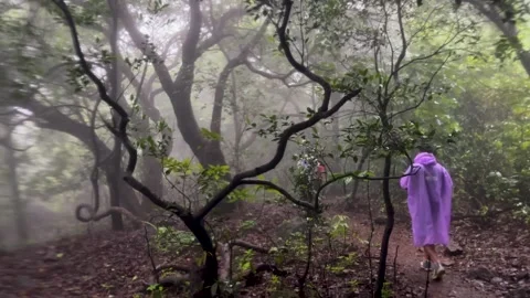 Hikers exploring a misty and mysterious jungle path surrounded by lush greenery Vidéo 339317005
