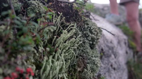Hikers exploring mountainside covered in diverse vegetation Stock Footage 300553389