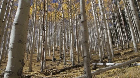 Hikers Exploring a Trail Through Tall Aspen Trees During the Fall Stock Footage 106490219