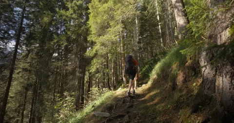 Hikers in Forest Stock Footage 169924677
