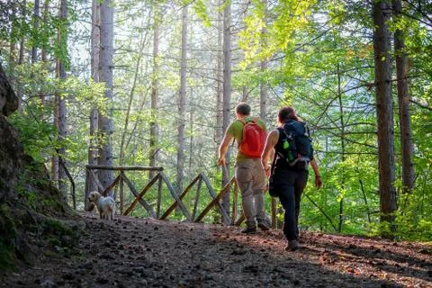 Hikers on the forest path. Ray of light filters through the trees. Stock Photos