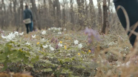 Hikers on forest trail Stock Footage 91647244